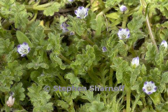 nemophila pedunculata 3 graphic